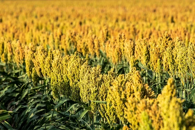 Your CFO - Ag Management