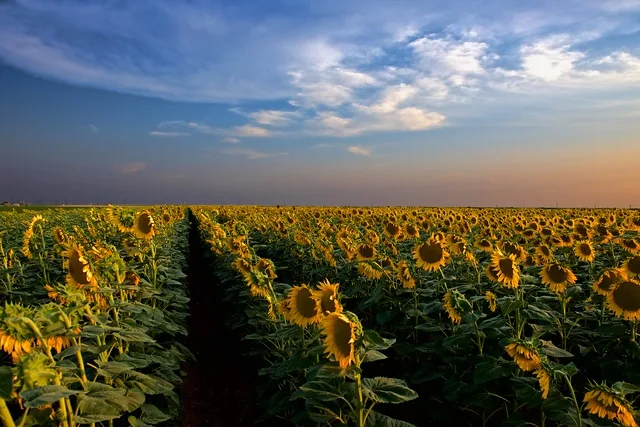 Insurance for Ag Business