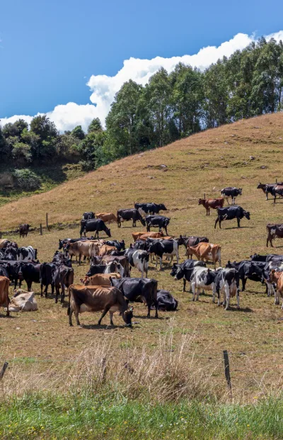 Insurance for farms