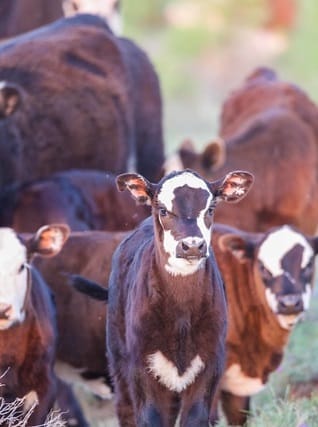 financial consulting for Ag producers Vertical financial consulting for Ag producers